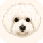 Cooper, the Shih Tzu poodle mix